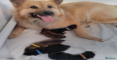 Eurasier dogs in Northampton - Advert 1