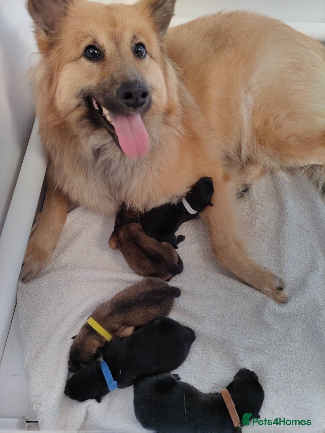 Eurasier dogs for sale: Eurasier Puppies KC Registered in Northampton - Image 16