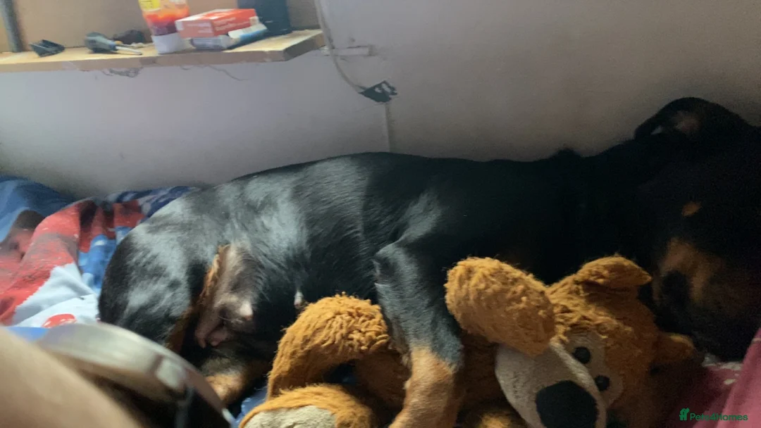 Mixed Breed dogs for sale: Rottweiler x jack russel 10 years old in Middlesbrough - Advert 2