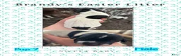 German Shorthaired Pointer dogs for sale: Stunning example of KC German Shorthaired Pointers in Tredegar - Advert 34