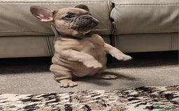 French Bulldog dogs for sale: Blue Fawn French Bulldog Puppy Girl - Advert 11