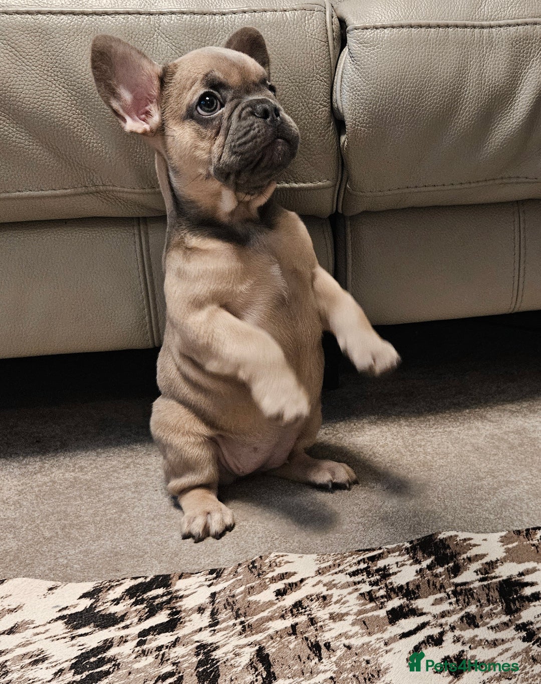 French Bulldog dogs for sale: Blue Fawn French Bulldog Puppy Girl - Advert 11