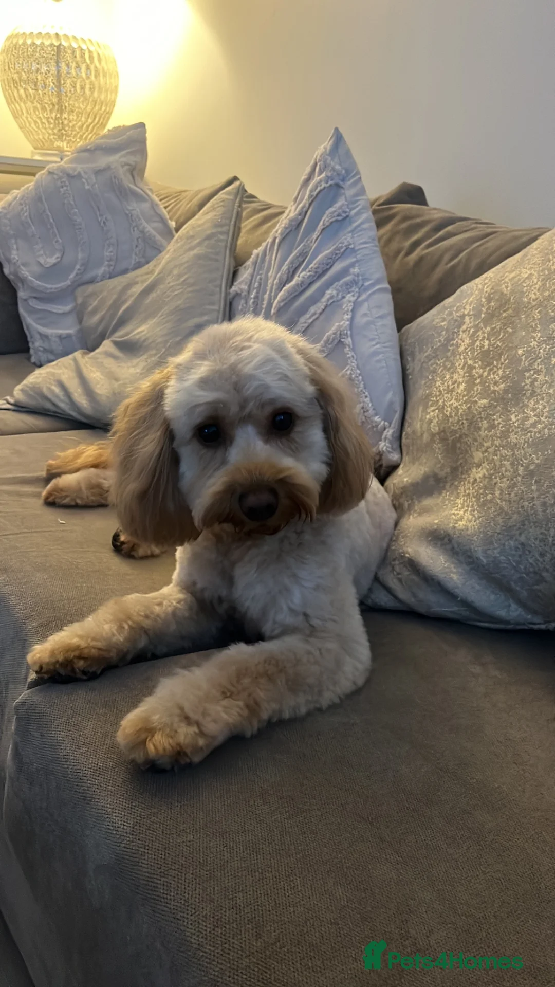 Cockapoo dogs for sale: ONLY 3 GIRLS LEFT!!! - Advert 8