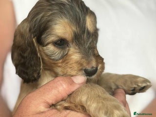 Cockapoo dogs - Advert 6