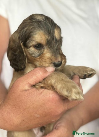 Cockapoo dogs - Advert 1