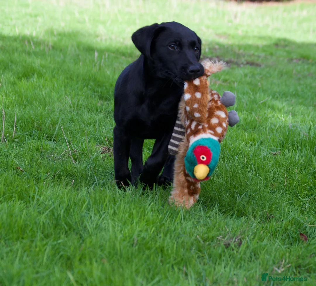 Labrador Retriever dogs for sale: KC reg black bitch . Health tested parents. - Advert 2
