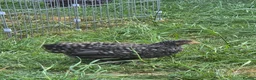 Chickens poultry for sale: Pekin chicks / pullets - Advert 3
