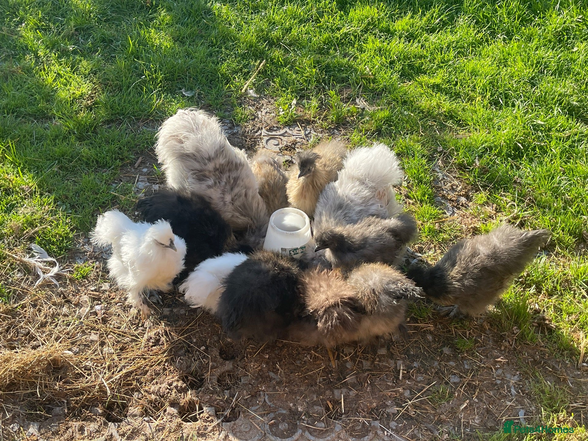 Chickens poultry Lots of Silkies available  in many ages - Advert 19
