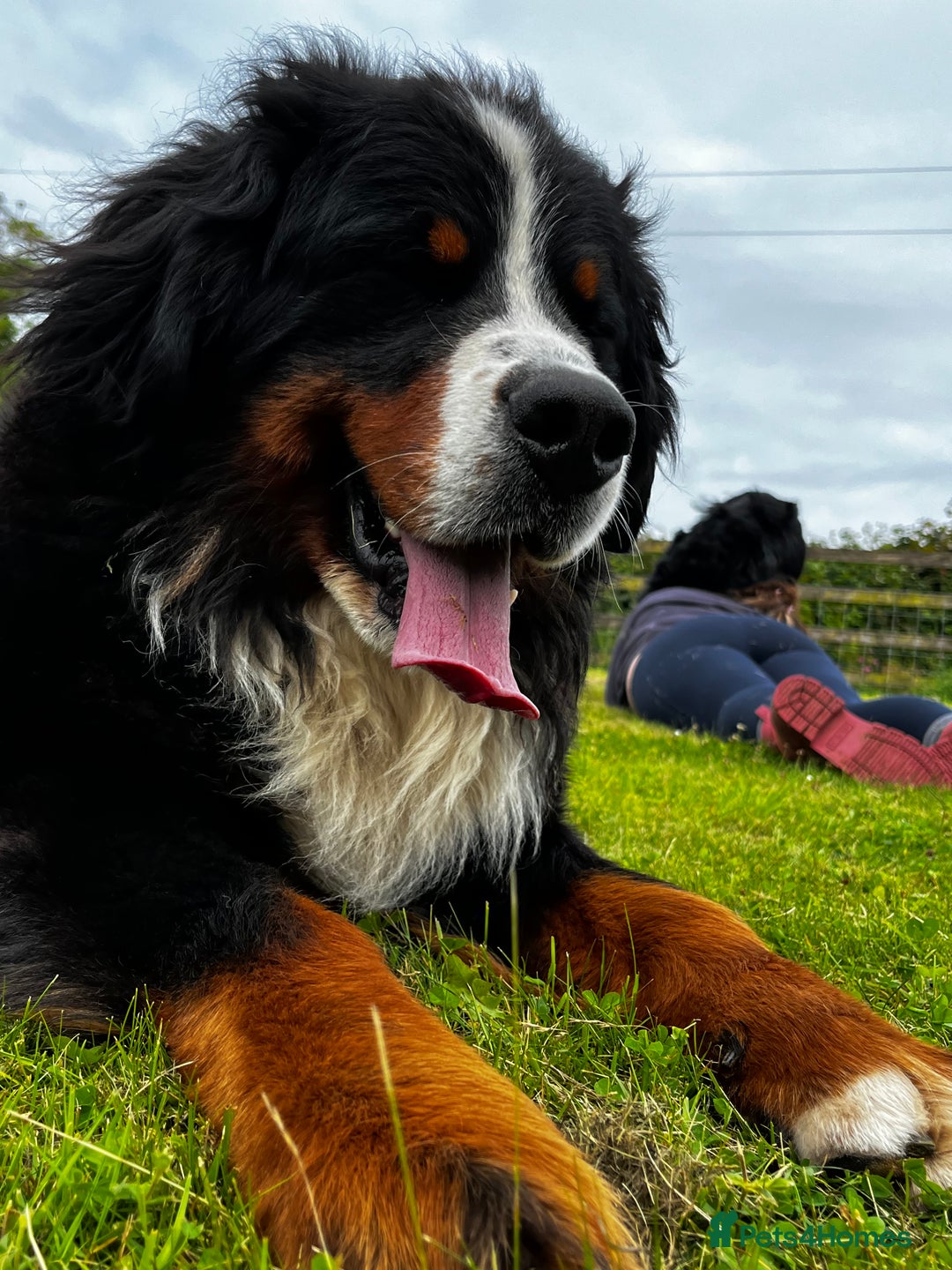 Bernese Mountain Dog dogs for sale: Kc Reg Bernese mountain dogs  - Image 22