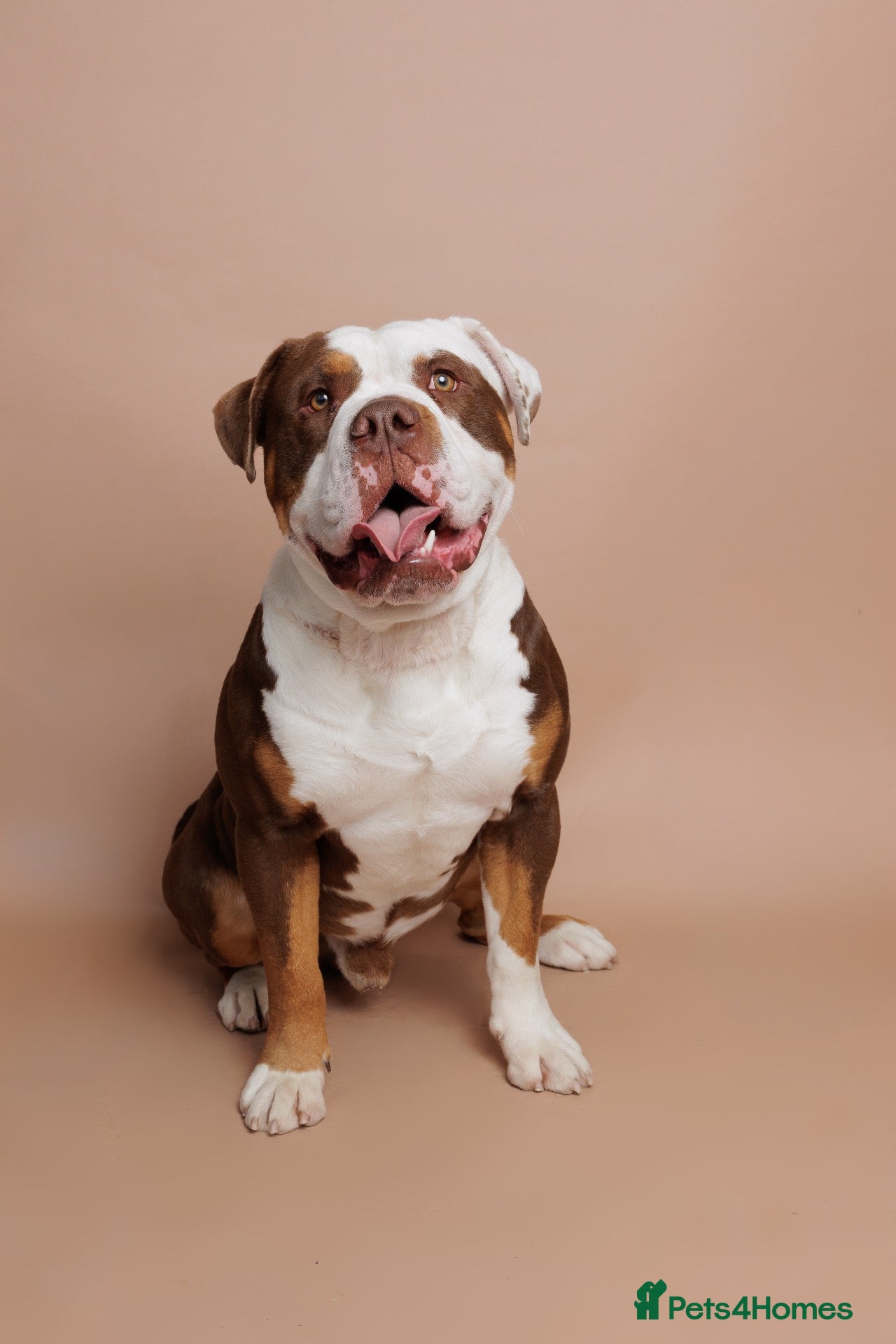 Mixed Breed dogs Old Tyme Bulldog x Mastiff, Male, 18 Months - Advert 14