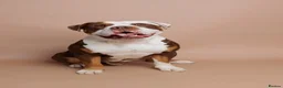 Mixed Breed dogs for sale: Old Tyme Bulldog  ** tiff, Male, 18 Months in Gravesend - Advert 1