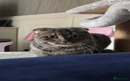 Scottish Fold cats for sale: Scottish Fold Indoor Kitten  in Skelmersdale - Image 7