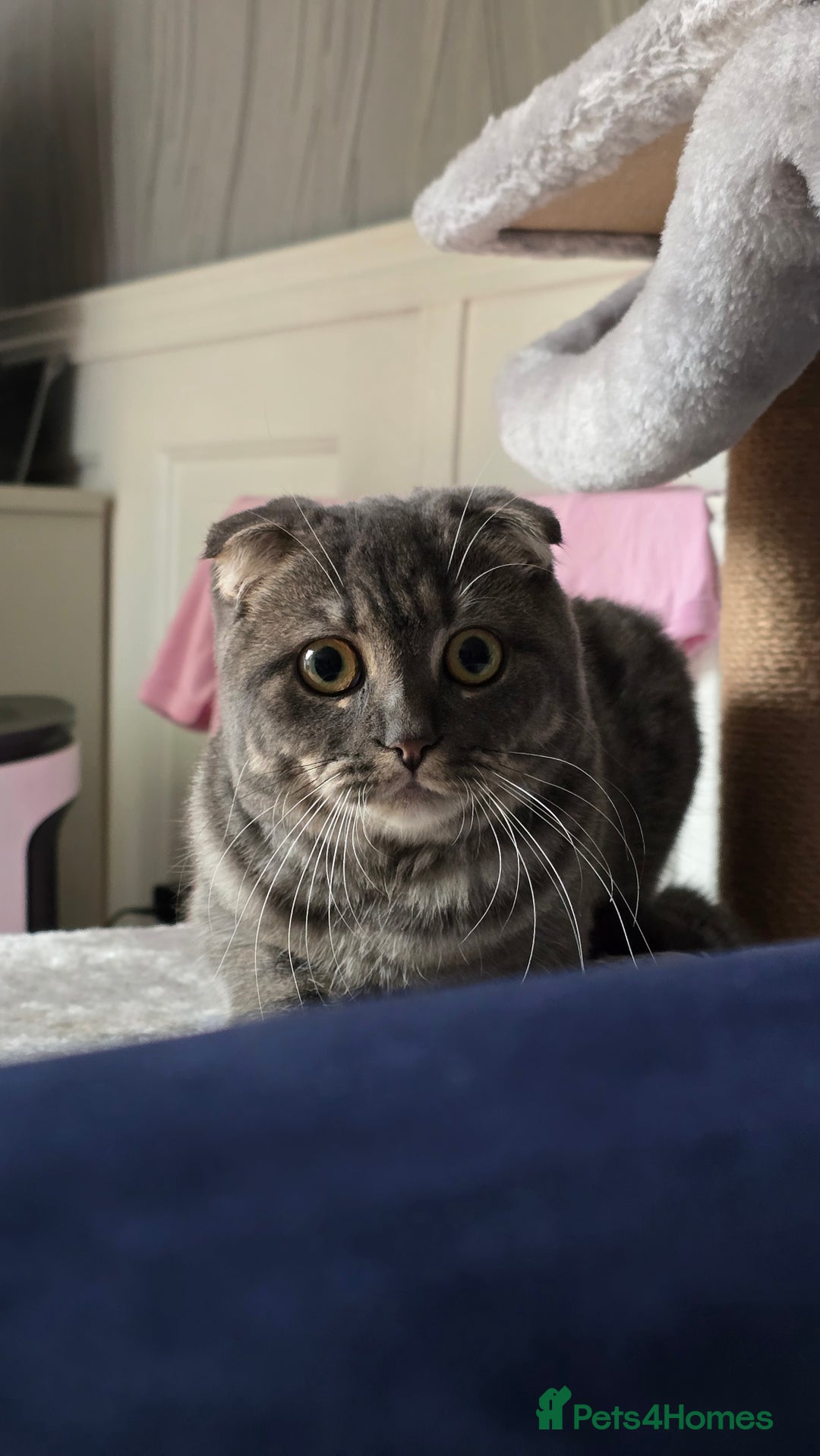 Scottish Fold cats for sale: Scottish Fold Indoor Kitten  in Skelmersdale - Image 7