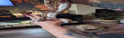 Python Snake reptiles for sale: Ball python het lavender pied  - Advert 2