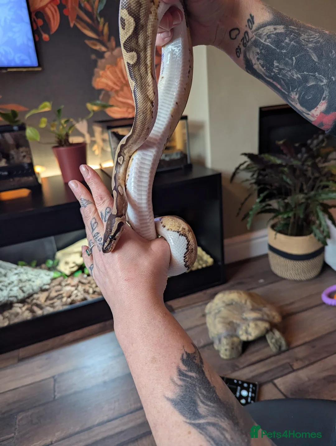 Python Snake reptiles for sale: Ball python het lavender pied  - Advert 2