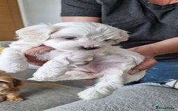 Maltipoo dogs for sale: Maltipoo puppy  - Image 1