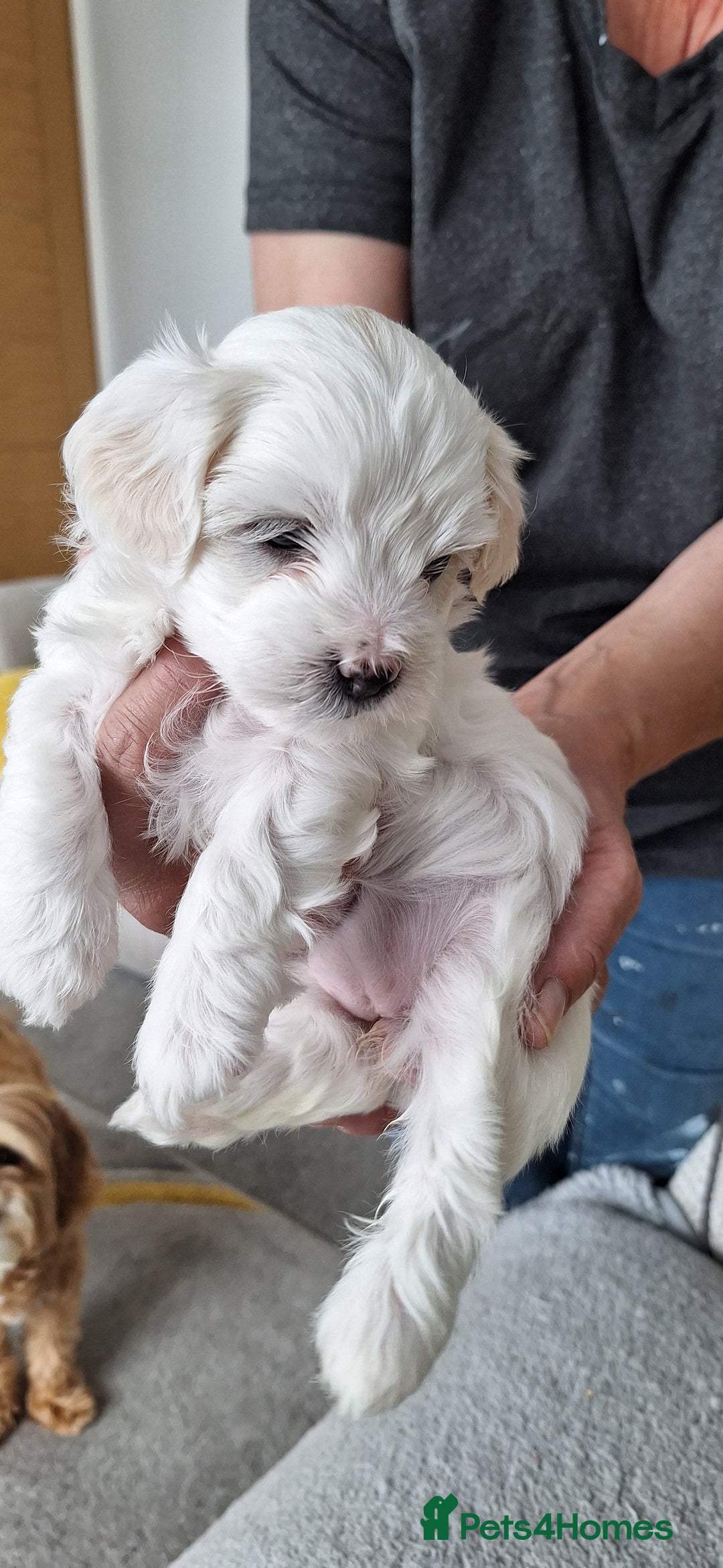 Maltipoo dogs for sale: Maltipoo puppy  - Image 1