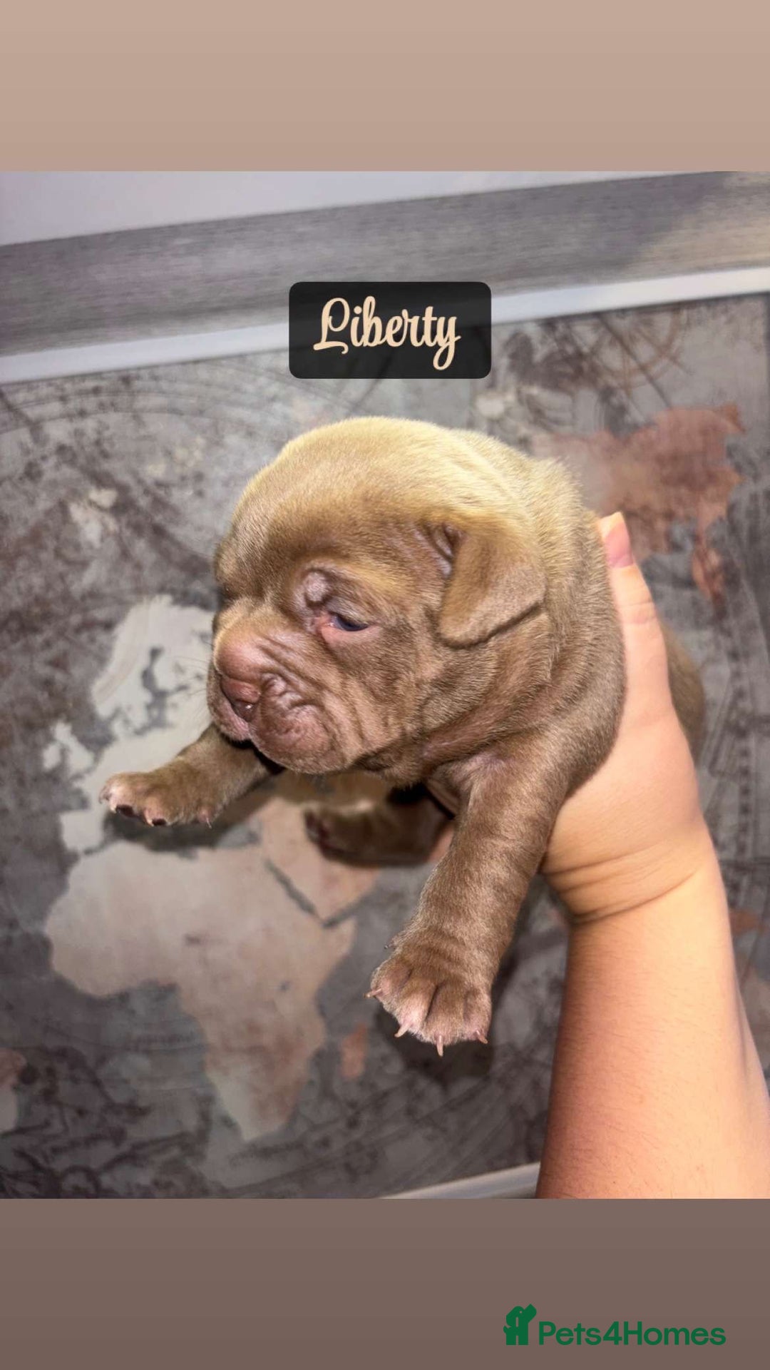 American Bully dogs for sale: Pocket bully pups ready too leave 11th dec - Advert 24