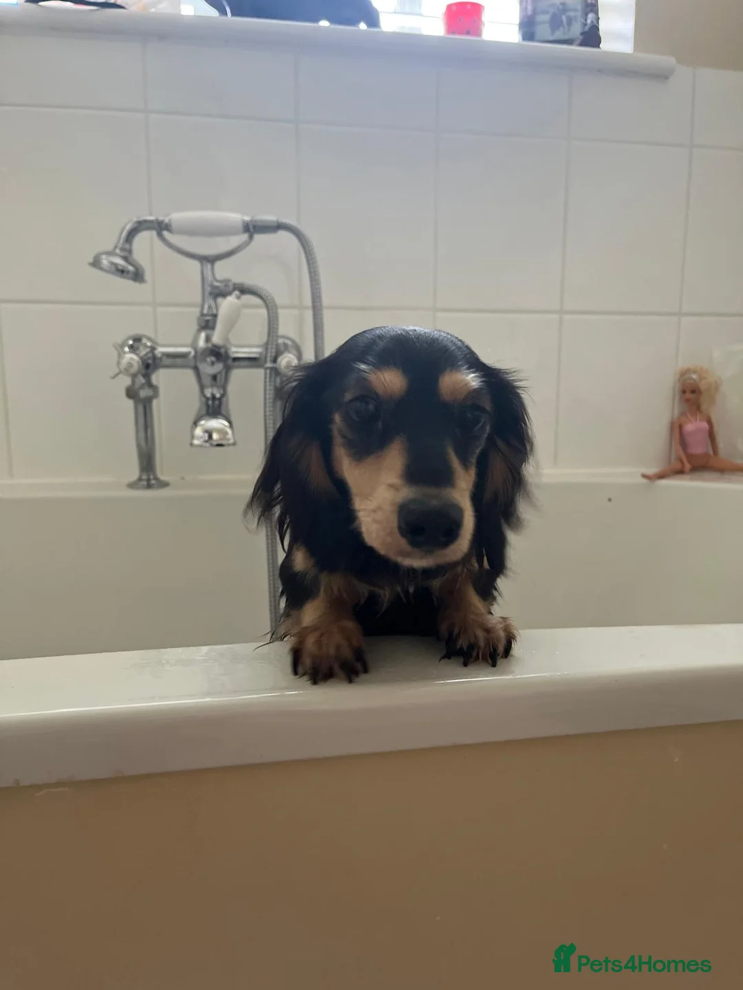 Miniature Dachshund dogs for sale: Little sausages with big characters  - Advert 10