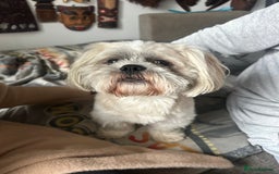 Mixed Breed dogs for sale: Two Shih tzu mix puppies for sale  - Advert 11