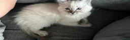 Ragdoll cats for sale: Female ragdoll kitten  - Advert 2