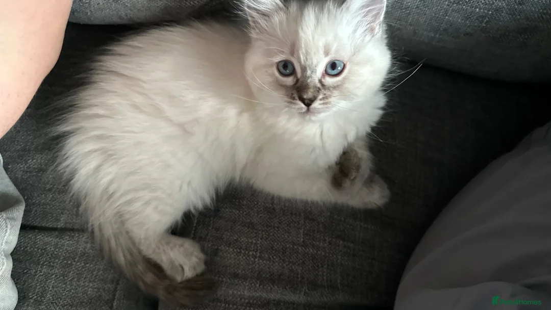 Ragdoll cats for sale: Female ragdoll kitten  - Advert 2