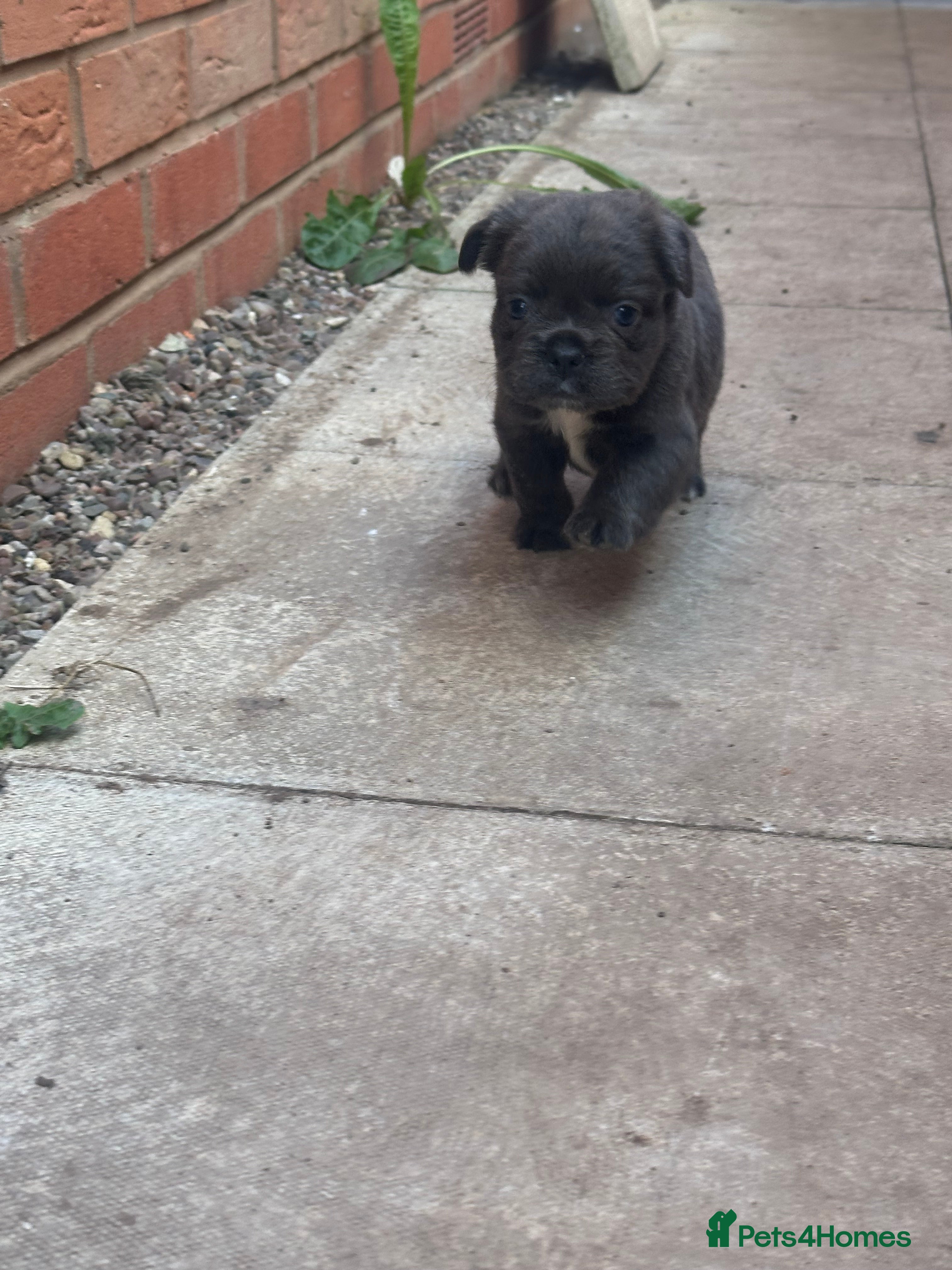 French Bulldog dogs Dwkc registered fluffy frenchie 🫶🏽 - Advert 2