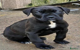 Mixed Breed dogs for sale: Stunning dogue de Bordeaux X cane corso - Image 6