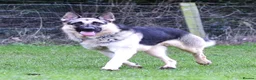 German Shepherd dogs for sale: ⭐ Rare East European Shepherd Puppies UK - Advert 25