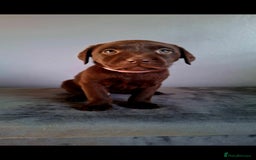 Labrador Retriever dogs for sale: Labrador puppys - Image 7