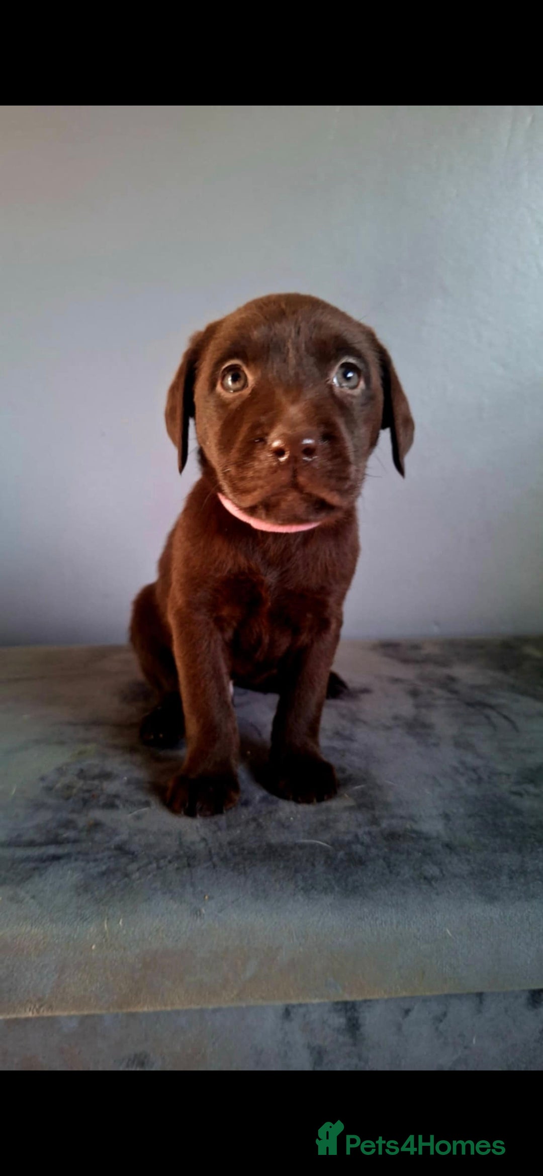 Labrador Retriever dogs for sale: Labrador puppys - Image 7