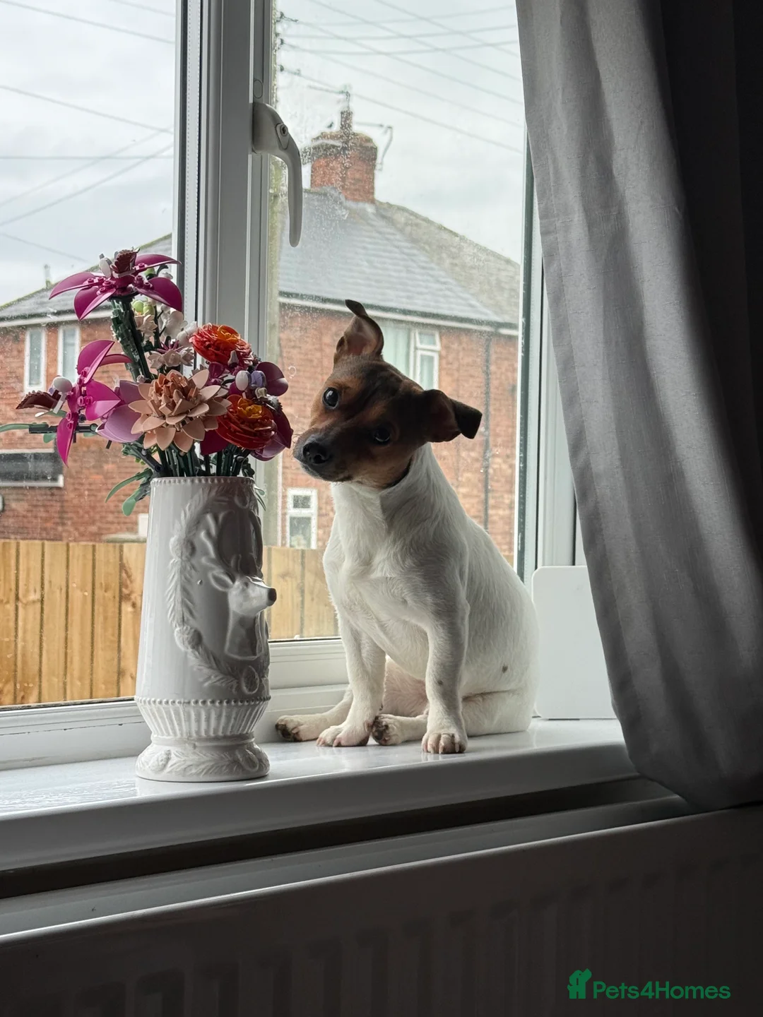 Jack Russell dogs for stud: Jack Russell stud  - Advert 1