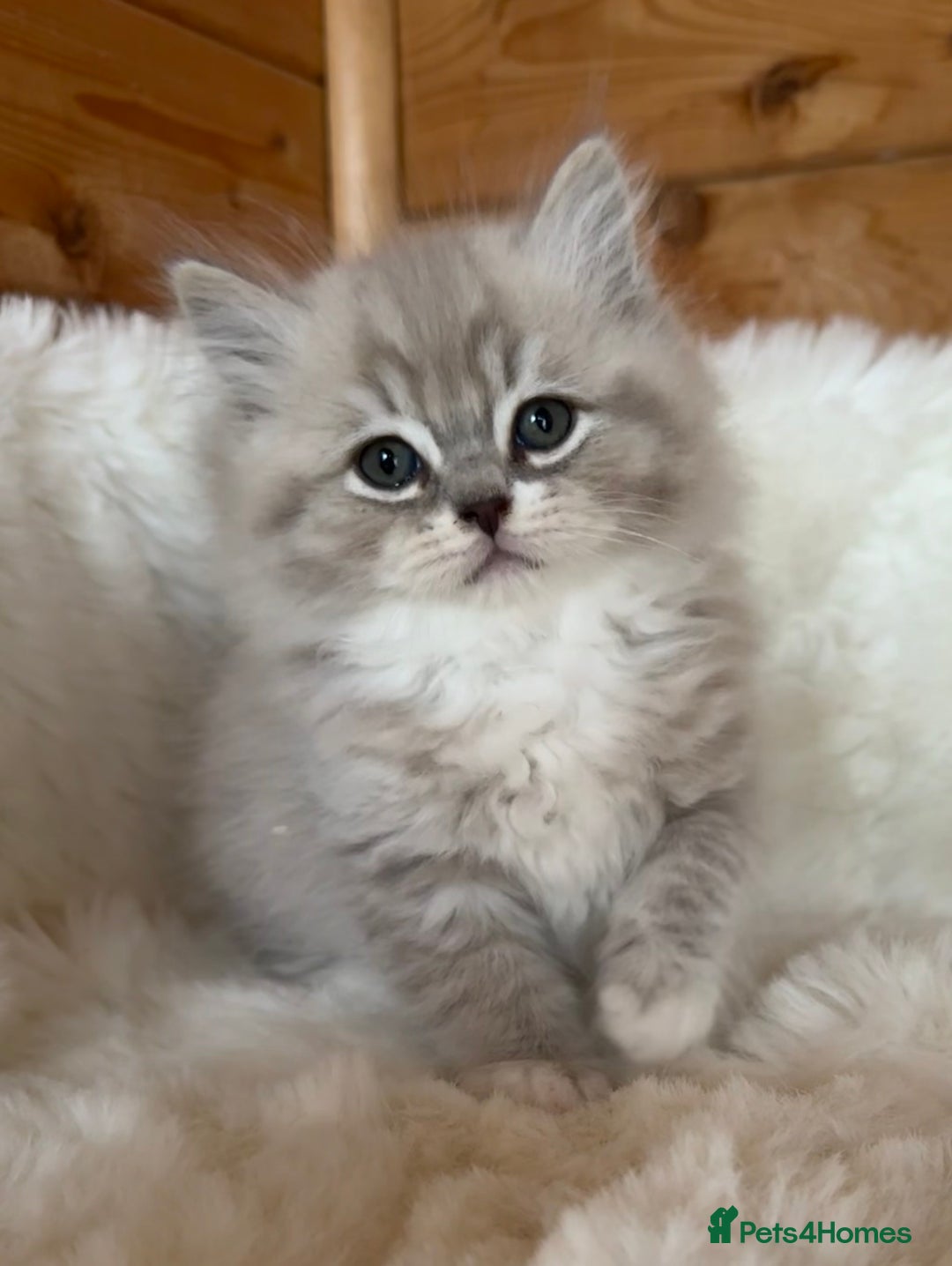 RagaMuffin cats for sale: PEDIGREE RAGAMUFFIN KITTENS RARE - Image 4