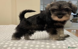 Miniature Schnauzer dogs for sale: Miniature Schnauzers Puppies - Image 4