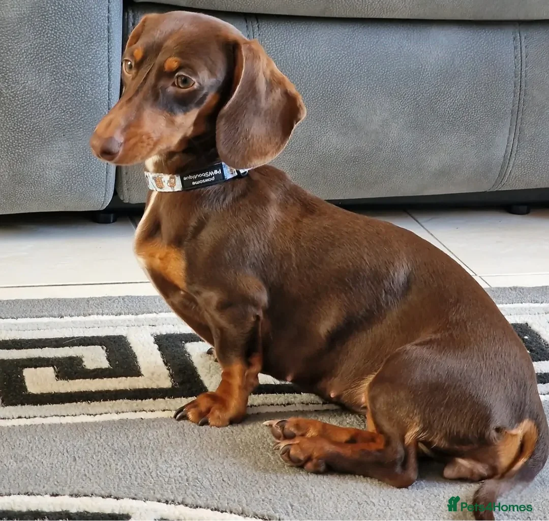 Dachshund dogs for sale: Beautiful Miniature Dachshund long & short haired in Newmarket - Advert 6