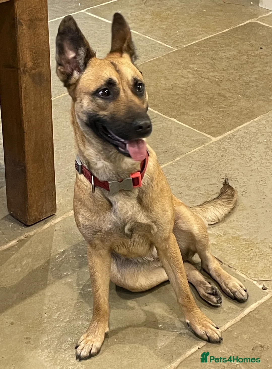 Mixed Breed dogs for sale: Lovely Luna - Advert 5