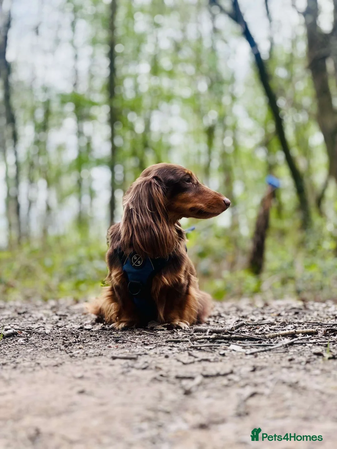 Dachshund dogs for stud: Long haired dachshund stud boys  in Leeds - Advert 26