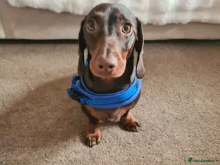 Dachshund dogs Teddy Bluenose - Advert 14