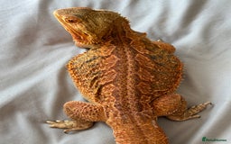 Dragon reptiles for sale: Leatherback Bearded Dragon - Image 7