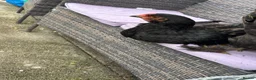 Chickens poultry for sale: : beautiful birdnd ,, inky I’m.  Sad but add km  - Advert 3