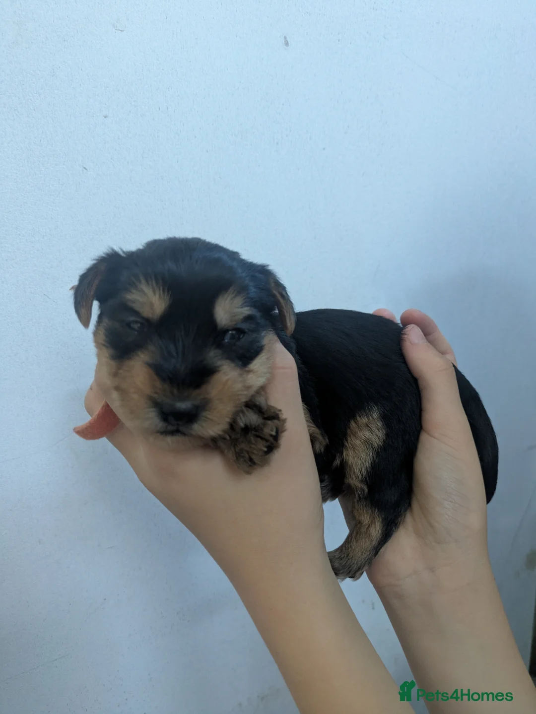 Yorkshire Terrier dogs for sale: Yorkshire Terrier Puppies  in Ross-on-Wye - Advert 4
