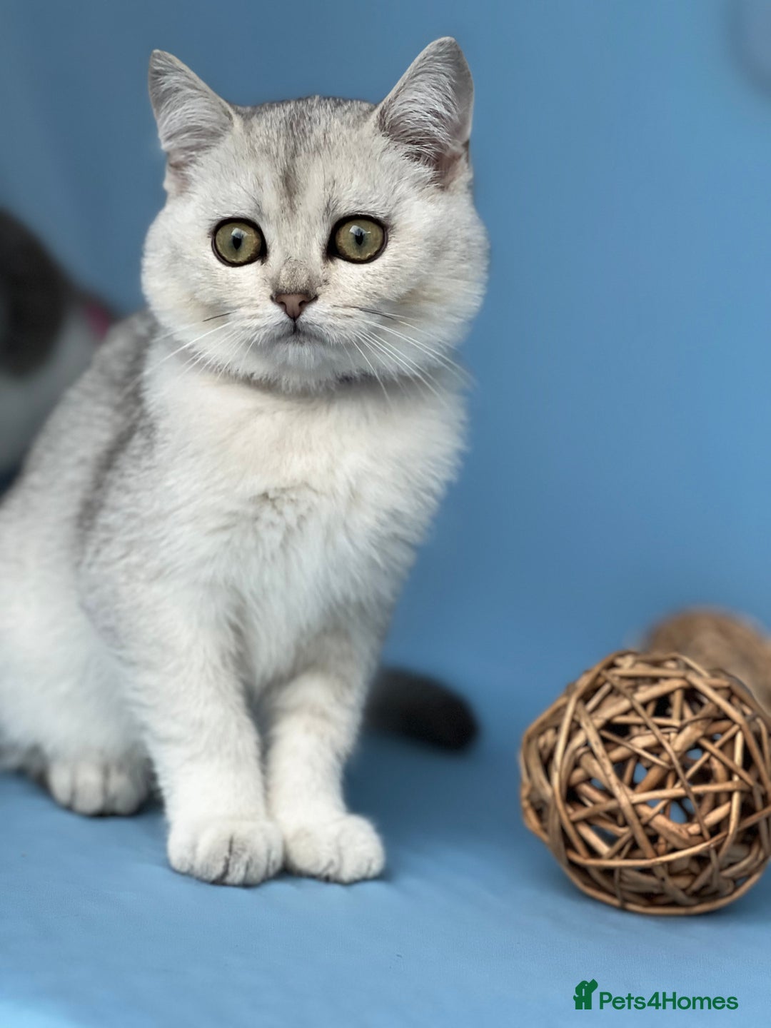 British Shorthair cats for sale: Stunning British sh/longhair kittens TICA - Image 2
