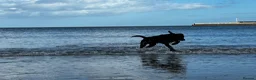 Labrador Retriever dogs for sale: Labrador retriever puppy 8 months old in Newton Aycliffe - Advert 5