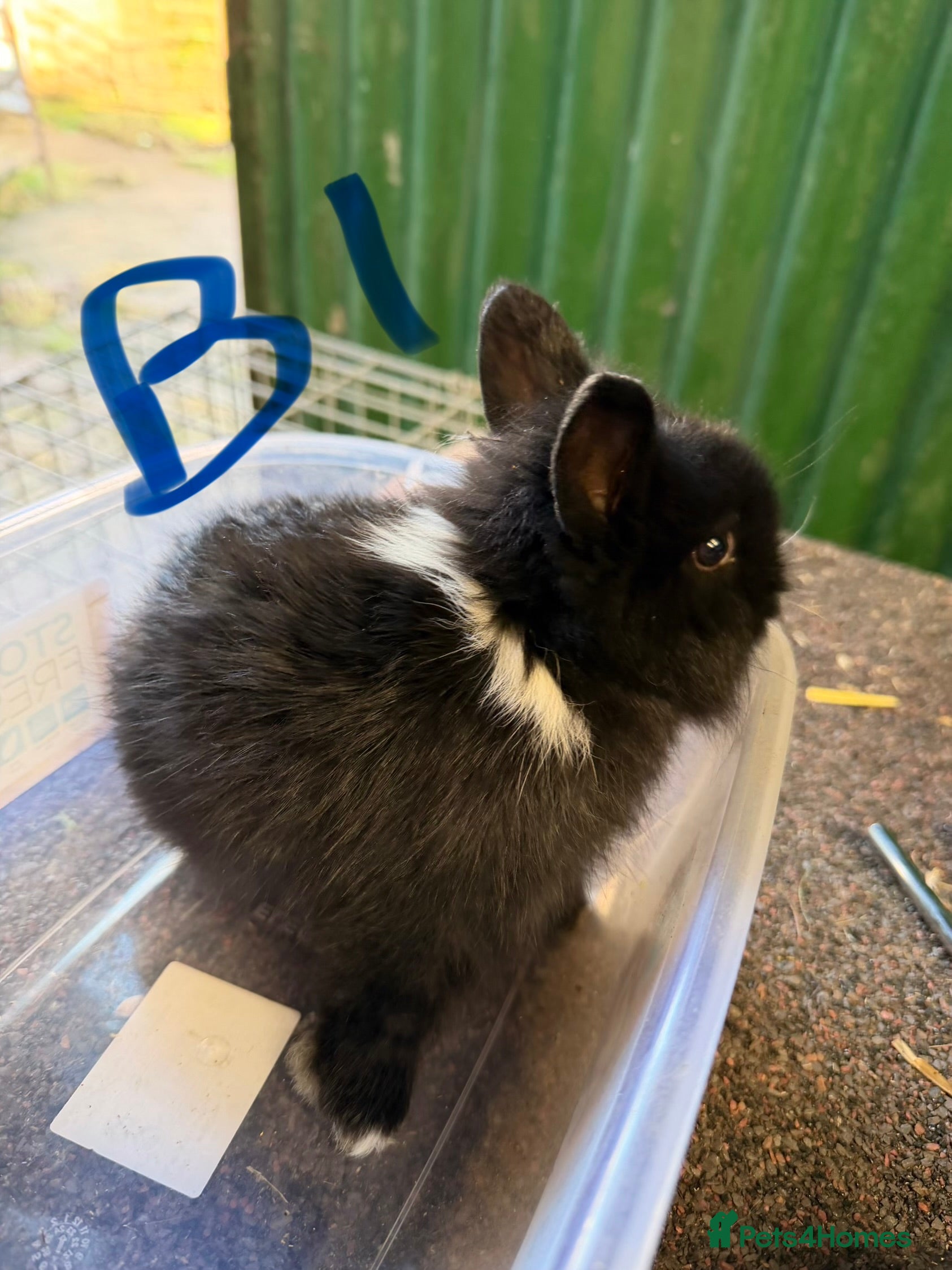 Lionhead rabbits 1 boy left pure Lionhead  - Advert 1