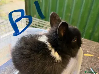 Lionhead rabbits 1 boy left pure Lionhead - Advert 7