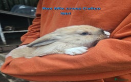 Rex rabbits for sale: Baby Bunny Rabbits  - Image 4