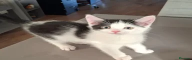 Patch