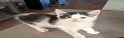 British Shorthair cats for sale: 2 beautiful adorable kittens  - Advert 6