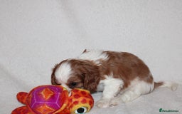 Cavalier King Charles Spaniel dogs for sale: Gorgeous Cavalier King Charles Spaniel puppies - Image 17
