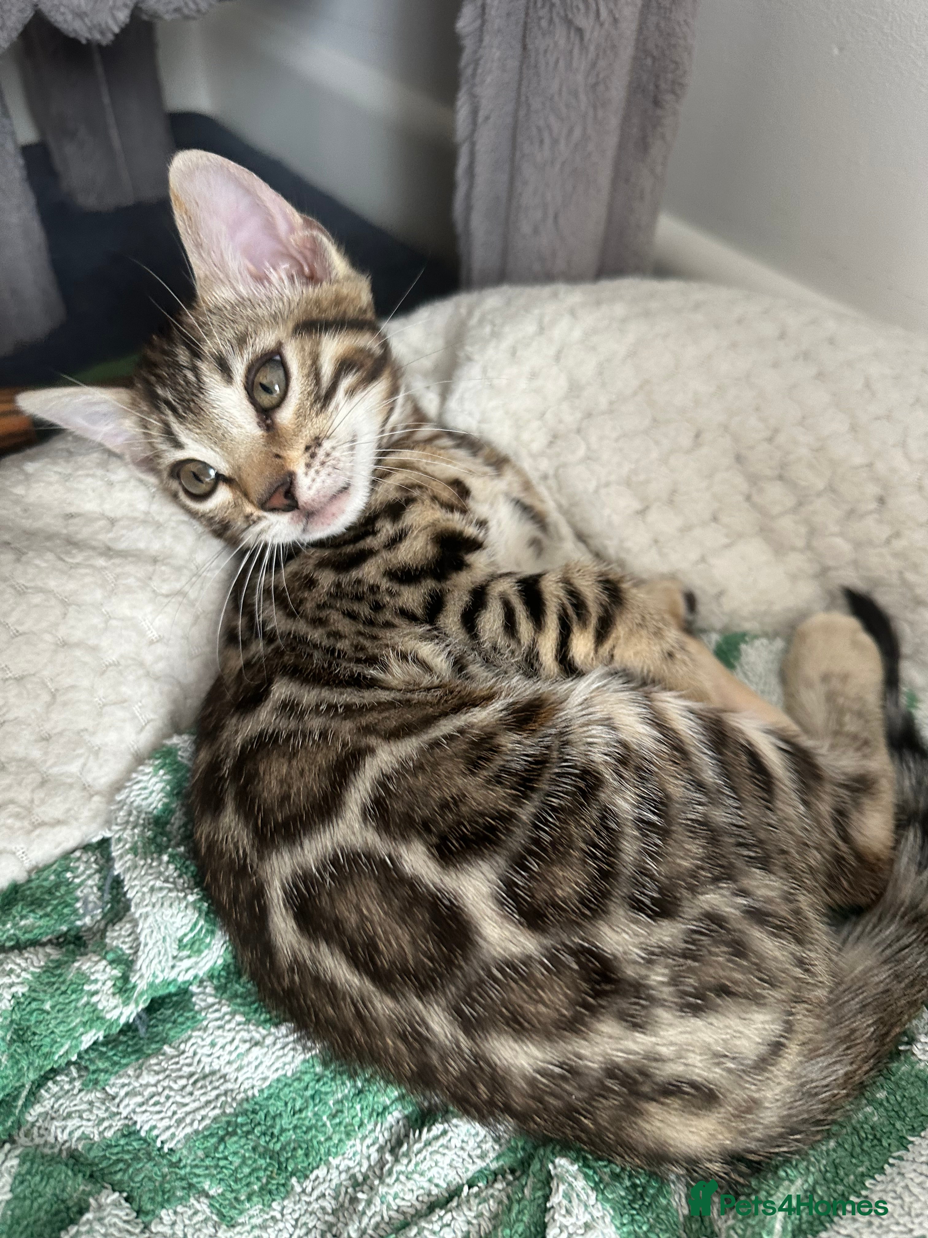 Bengal cats for sale: Bengal kittens for sale in Saffron Walden - Advert 20